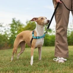 Frisco Padded Reflective No Pull Harness -WoofyPlay Store 277892 PT4. AC SS1800 V1629816716