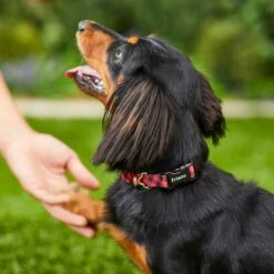 Frisco Buffalo Check Polyester Personalized Dog Collar -WoofyPlay Store 280763 PT4. AC SS1800 V1621277566