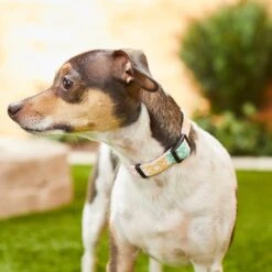 Frisco Pastel Tie Dye Polyester Personalized Dog Collar -WoofyPlay Store 280770 PT4. AC SS1800 V1621275733