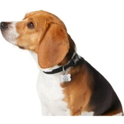 Frisco Chewy Stainless Steel Personalized Dog ID Tag With Enamel Infill -WoofyPlay Store 281945 PT6. AC SS1800 V1624334875