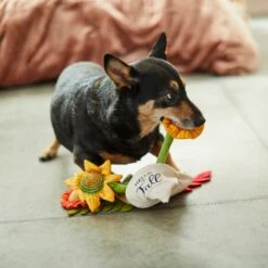 Frisco Fall Bouquet Of Flowers Plush Squeaky Dog Toy -WoofyPlay Store 285599 PT3. AC SS1800 V1629725293