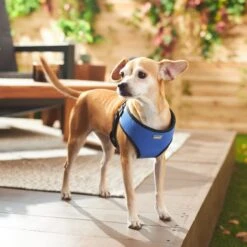 Frisco Padded Step-In Harness 9 Frisco Padded Step-In Harness -WoofyPlay Store 287451 PT8. AC SS1800 V1631669389