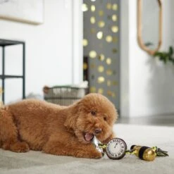 Frisco New Year's Eve Midnight Countdown Plush With Rope Squeaky Dog Toy -WoofyPlay Store 288478 PT3. AC SS1800 V1638289625