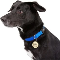 Frisco Brass Personalized Dog & Cat ID Tag, Round -WoofyPlay Store 296194 PT6. AC SS1800 V1628186507