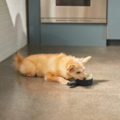 Frisco Brunch Breakfast Skillet Latex Squeaky Dog Toy, 2 Count -WoofyPlay Store 297264 PT2. AC SS1800 V1642088320