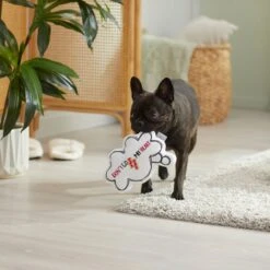 Frisco Brunch Word Bubble Plush Squeaky Dog Toy 7 Frisco Brunch Word Bubble Plush Squeaky Dog Toy -WoofyPlay Store 297286 PT3. AC SS1800 V1642087915