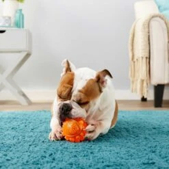 Frisco Fetch Squeaky TPR Ball Dog Toy & Bones & Chews Pig Ear Chews Dog Treats -WoofyPlay Store 297964 PT3. AC SS1800 V1623252759
