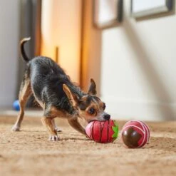 Frisco Valentine Chocolate Covered Strawberries Latex Squeaky Dog Toy -WoofyPlay Store 298923 PT3. AC SS1800 V1701365172