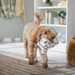 Frisco St. Patrick's Thought Bubble Reversible Plush Squeaky Dog Toy -WoofyPlay Store 303134 PT4. AC SS1800 V1702500565