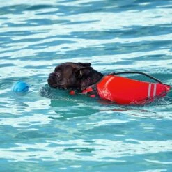 Frisco Active Dog Life Jacket & Frisco Foam Rubber Floating Fetch Ball No Squeak Dog Toy 17 Frisco Active Dog Life Jacket & Frisco Foam Rubber Floating Fetch Ball No Squeak Dog Toy -WoofyPlay Store 303364 PT8. AC SS1800 V1623163654