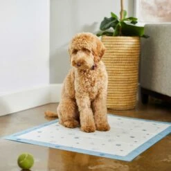 Frisco Fold & Carry Single Door Collapsible Wire Dog Crate & Frisco Premium Extra Large Printed Dog Training & Potty Pads -WoofyPlay Store 303438 PT8. AC SS1800 V1623051743