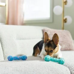 Frisco Easter TPR Bone Squeaky Dog Toy, Medium/Large, 2 Count -WoofyPlay Store 304966 PT4. AC SS1800 V1670608502