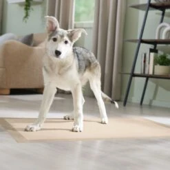 Frisco Giant Eco-Conscious Dog Training & Potty Pads -WoofyPlay Store 309794 PT6. AC SS1800 V1674666971