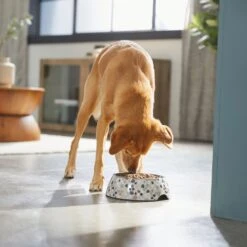Frisco Terrazzo Design Stainless Steel Dog & Cat Bowl -WoofyPlay Store 311957 PT2. AC SS1800 V1642535493