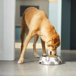 Frisco Animal Design Stainless Steel Dog & Cat Bowl -WoofyPlay Store 311960 PT2. AC SS1800 V1642542990