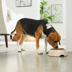 Frisco Circle Design Stainless Steel Dog & Cat Bowl -WoofyPlay Store 311969 PT2. AC SS1800 V1642542858