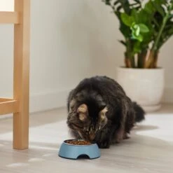 Frisco Coral Design Stainless Steel Dog & Cat Bowl -WoofyPlay Store 311972 PT3. AC SS1800 V1642542435