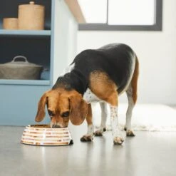 Frisco Copper Print Design Stainless Steel Dog & Cat Bowl -WoofyPlay Store 311975 PT2. AC SS1800 V1642542895