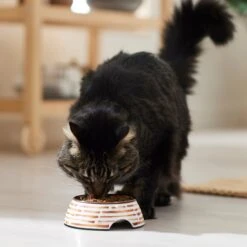 Frisco Copper Print Design Stainless Steel Dog & Cat Bowl -WoofyPlay Store 311975 PT3. AC SS1800 V1642542357