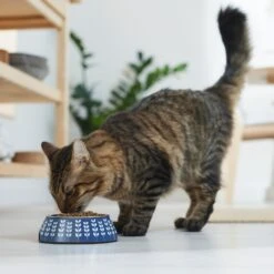 Frisco Leaf Design Stainless Steel Dog & Cat Bowl -WoofyPlay Store 311980 PT3. AC SS1800 V1642542556