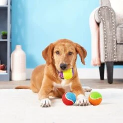 Frisco Fetch Squeaking Colorful Tennis Ball Dog Toy & Playology Scented Dual Layer Bone Dog Toy 12 Frisco Fetch Squeaking Colorful Tennis Ball Dog Toy & Playology Scented Dual Layer Bone Dog Toy -WoofyPlay Store 319022 PT3. AC SS1800 V1630552585