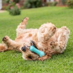 Frisco Fetch Squeaking Colorful Tennis Ball Dog Toy & Playology Scented Dual Layer Bone Dog Toy 15 Frisco Fetch Squeaking Colorful Tennis Ball Dog Toy & Playology Scented Dual Layer Bone Dog Toy -WoofyPlay Store 319022 PT6. AC SS1800 V1630561003