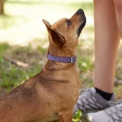 Frisco Outdoor Lightweight Ripstop Nylon Dog Harness & Frisco Outdoor Heathered Nylon Collar -WoofyPlay Store 319194 PT8. AC SS1800 V1631147497