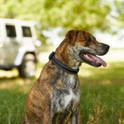 Frisco Outdoor Premium Ripstop Nylon Dog Harness With Pocket & Frisco Outdoor Nylon Reflective Comfort Padded Dog Collar -WoofyPlay Store 319304 PT8. AC SS1800 V1631147478