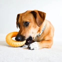 Frisco Cow Plush Squeaky Dog Toy & Playology Scented Dual Layer Ring Dog Toy -WoofyPlay Store 319488 PT8. AC SS1800 V1630625808