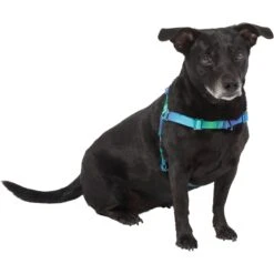 Frisco Green Ombre Style Dog Harness 7 Frisco Green Ombre Style Dog Harness -WoofyPlay Store 324531 PT2. AC SS1800 V1642519055