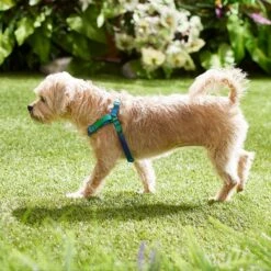 Frisco Green Ombre Style Dog Harness 9 Frisco Green Ombre Style Dog Harness -WoofyPlay Store 324531 PT4. AC SS1800 V1642519509
