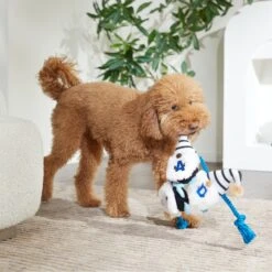 Frisco Dad Gnome Plush With Rope Dog Toy 5 Frisco Dad Gnome Plush With Rope Dog Toy -WoofyPlay Store 327053 PT3. AC SS1800 V1648667286