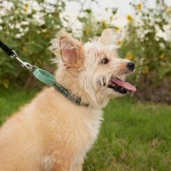 Frisco Outdoor Running Martingale Dog Collar -WoofyPlay Store 331413 PT3. AC SS1800 V1662644747