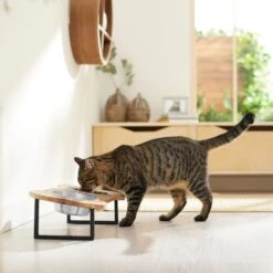 Frisco Premium Wood Elevated Bone Shape Stainless Steel Double Diner Dog & Cat Bowl, 3 Cup 9 Frisco Premium Wood Elevated Bone Shape Stainless Steel Double Diner Dog & Cat Bowl, 3 Cup -WoofyPlay Store 331497 PT3. AC SS1800 V1657656892