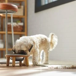 Frisco Premium Round Shape Elevated Single Dog & Cat Bowl 8 Frisco Premium Round Shape Elevated Single Dog & Cat Bowl -WoofyPlay Store 331502 PT2. AC SS1800 V1657656893