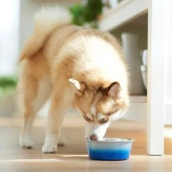 Frisco Ombre Design Stainless Steel Dog & Cat Bowl -WoofyPlay Store 331516 PT2. AC SS1800 V1657656874