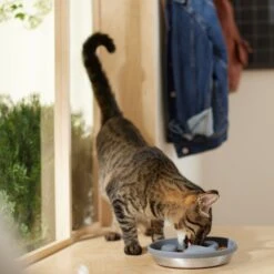 Frisco Silicone Stainless Paw Steel Slow Feeder Dog & Cat Bowl -WoofyPlay Store 331528 PT3. AC SS1800 V1657656874