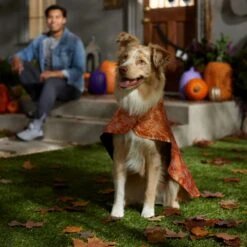 Frisco Spider Webbed Dog & Cat Costume Cape 10 Frisco Spider Webbed Dog & Cat Costume Cape -WoofyPlay Store 334972 PT6. AC SS1800 V1657729812