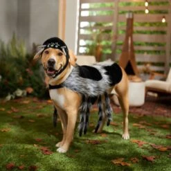 Frisco Spider Dog & Cat Costume 12 Frisco Spider Dog & Cat Costume -WoofyPlay Store 335017 PT7. AC SS1800 V1657834853