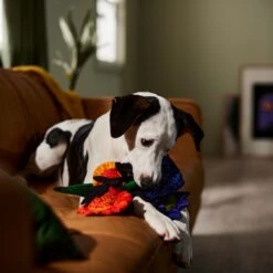 Frisco Halloween Bouquet Plush Squeaky Dog Toy -WoofyPlay Store 344018 PT3. AC SS1800 V1657657031