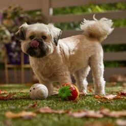 Frisco Halloween Chocolate Covered Strawberries Latex Squeaky Dog Toy -WoofyPlay Store 344043 PT3. AC SS1800 V1657657031