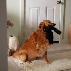 Frisco Halloween Crow Plush Squeaky Dog Toy -WoofyPlay Store 344156 PT3. AC SS1800 V1657657048