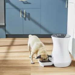 Frisco Automatic Cat & Dog Feeder, White, 13.5 Cup 13 Frisco Automatic Cat & Dog Feeder, White, 13.5 Cup -WoofyPlay Store 345285 PT5. AC SS1800 V1657657089