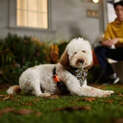 Frisco Halloween Over-The-Head Reflective Bat Wing Vest Harness -WoofyPlay Store 347515 PT7. AC SS1800 V1657657091