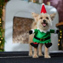 Frisco Front Walking Elf Dog & Cat Costume -WoofyPlay Store 357956 PT7. AC SS1800 V1661799329