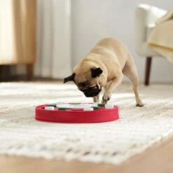 Frisco Bento Interactive Puzzle Dog Toy, Moderate 12 Frisco Bento Interactive Puzzle Dog Toy, Moderate -WoofyPlay Store 506226 PT5. AC SS1800 V1674664929