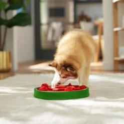 Frisco Watermelon Interactive Puzzle Dog Toy, Advanced -WoofyPlay Store 506322 PT5. AC SS1800 V1674667034