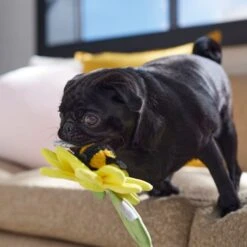 Frisco Spring Sunflower Plush Squeaky Dog Toy -WoofyPlay Store 546766 PT4. AC SS1800 V1702500565