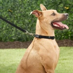 Frisco Solid Nylon Dog Leash + 4 Items 13 Frisco Solid Nylon Dog Leash + 4 Items -WoofyPlay Store 623766 PT4. AC SS1800 V1662743050