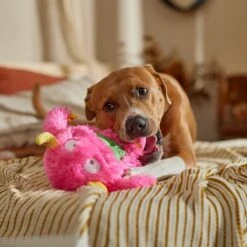 Frisco Halloween Zany Monster Muscle Plush Squeaky Dog Toy -WoofyPlay Store 668166 PT3. AC SS1800 V1689271301